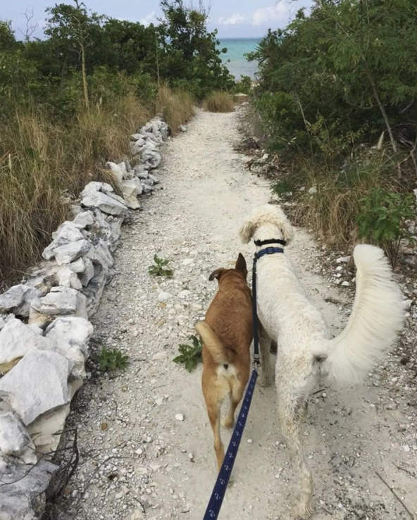 Back-view of Soldier and his dog brother, Skipper, walking down a path on leashes toward the beach. Soldier is brown and with short fur. Skipper is white with a fluffy tail and ears.