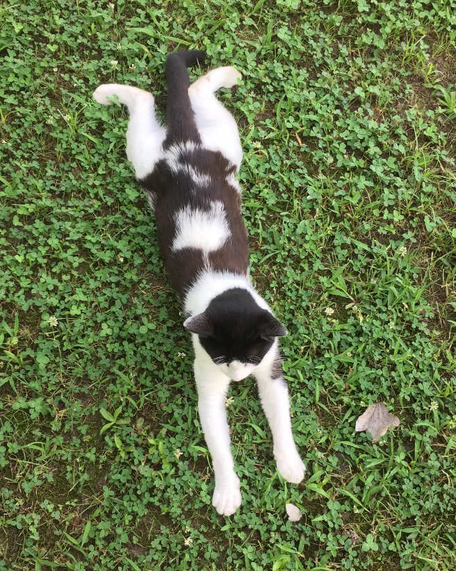 A black and white cat splays out on the grass. He is splooting.