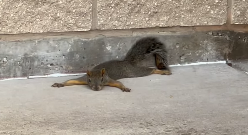 A squirrel laying on their stomach, legs, arms, and tail splayed out. They is splooting.