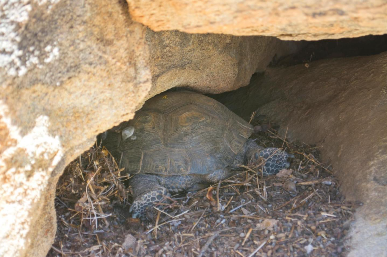 A turtle splays out in the shade under rocks. They are splooting.
