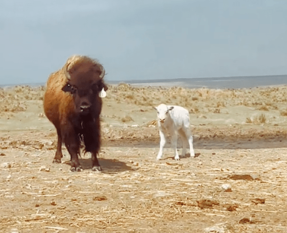 white bison near brown bison